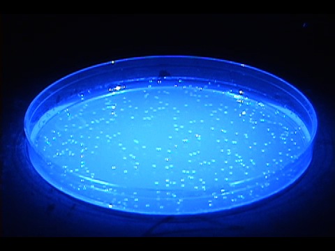 Colony_picking_Demo3-3.mov