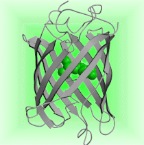 GFP_1