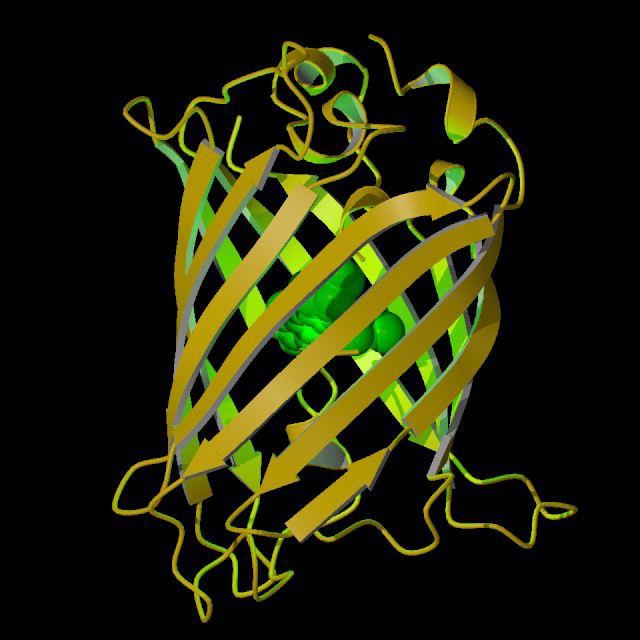 GFP_rotation.mov