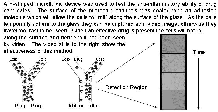 Cell Adhesion