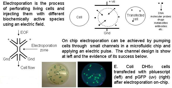 Electroporation and Transfection