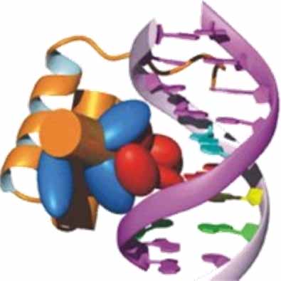 dna molecules